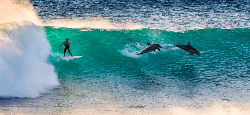Illustration for article titled Human and dolphin surfing together—and other beautiful images from Oz